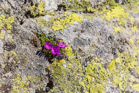 Primula minima L. species of plants of the family Primulaceae.の写真素材