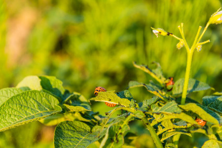 Eaten leaves of potato by larva Colorado potato beetle (Leptinotarsa decemlineata, ten-lined potato...