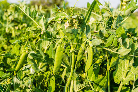 Pisum sativum L. - pea plant - legume.の写真素材