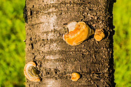 Phellinus pomaceus is a plant pathogen particularly common on Prunus species.の写真素材