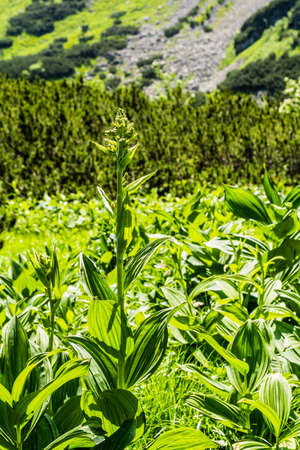 Veratrum lobelianum Bernh. poisonous plant species of the family Melanthiaceae.の写真素材