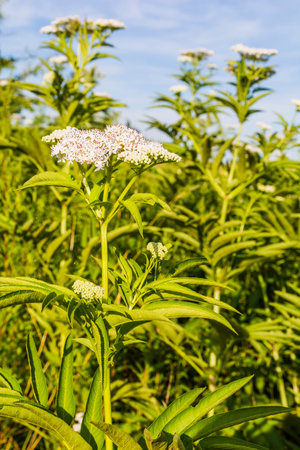 Flower inflorescence of Sambucus ebulus (danewort, dane weed, danesblood, dwarf elder).