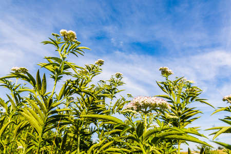 Inflorescence bush (Sambucus ebulus L.) of the family Adoxaceae.の写真素材