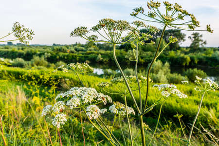 Heracleum sphondylium (hogweed, common hogweed, cow parsnip) in nature.の写真素材