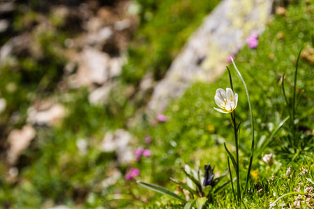 Plant (Gagea serotina) growing only on the ground granite ie. mylonite.の写真素材