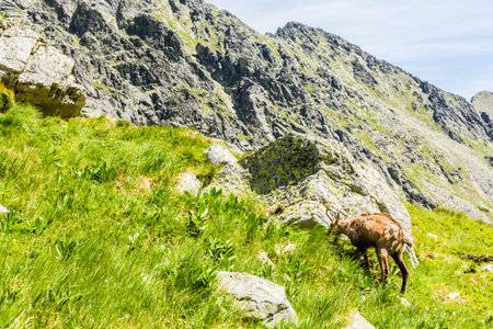 Tatra chamois grazing on fresh grass in the valley.の写真素材