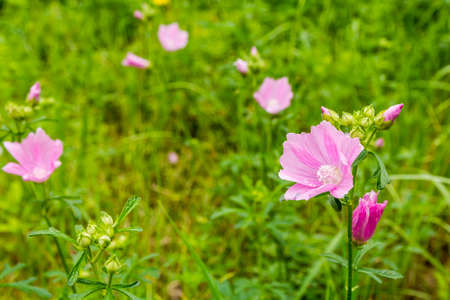 Pink flowers (Malva alcea) bloomed on the green meadow.の写真素材