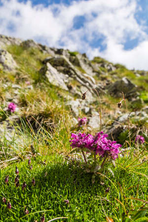 Plant (Pedicularis verticillata, whorled lousewort) the floor alpine tundra.の写真素材