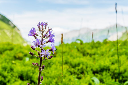 Flowering plant - Cicerbita alpina, Alpine Sow-thistle, Alpine Blue-sow-thistle.