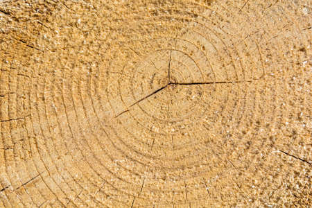 Wood growth rings as a texture or pattern.の写真素材