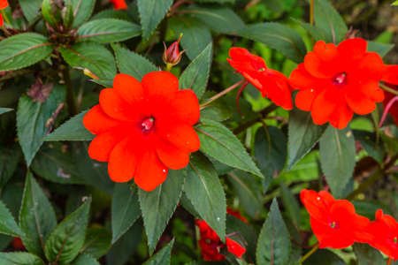 Red Flowers (Impatiens hawkeri, New Guinea impatiens).の写真素材