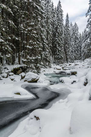 Freezing winter stream flowing through the spruce forest.
の写真素材