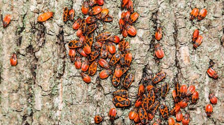 Insect (firebug, Pyrrhocoris apterus) on lime bark.の写真素材