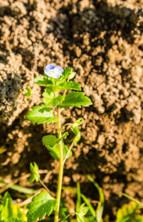 Small plant blossoming in blue and white flowers - Veronica persica.の写真素材