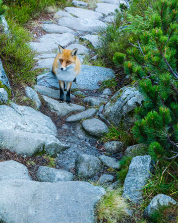 Meeting of red fox (Vulpes vulpes) on the trail.