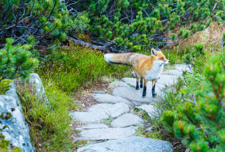 The red fox (Vulpes vulpes) poses for a photo on a path between mountain pine in the mountains.の写真素材