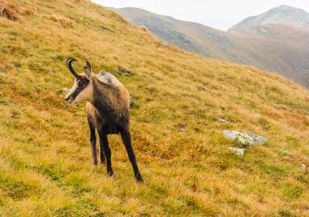Tatra chamois (Rupicapra rupicapra tatrica) on a grassy slope in autumn in the Tatra Mountains.の写真素材