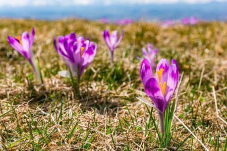 Close-up of a blooming purple flower (Crocus scepusiensis) in a clearing in the mountains. Trailer of upcoming spring.の写真素材
