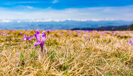 Mountain glade with flower (Crocus scepusiensis) blooming in early spring. Gorce Mountains.