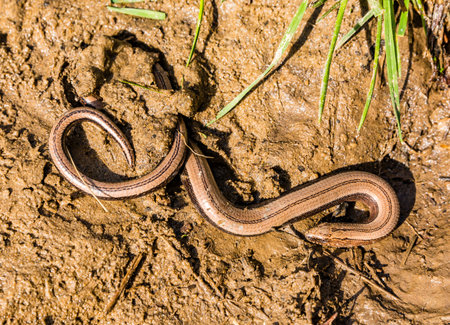 The blindworm (Anguis fragilis) lizard partly buried in the mud in the wild.