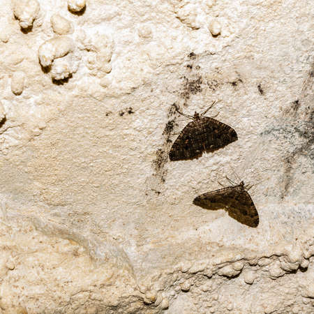 A pair of butterflies Triphosa dubitata (Linnaeus, 1758) on a limestone wall in a cave.の写真素材