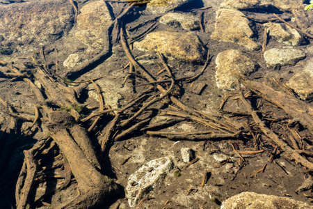 The bottom of a shallow lake in the forest.の写真素材