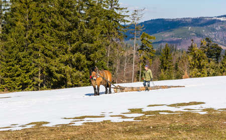 Ujsoly, Poland - April 12, 2022: Hard work in the woods in the Zywiec Beskids (Beskid Zywiecki) mountains. The horse is used to pull the felled tree to the storage site. Lumberjack marching alongside.のeditorial素材