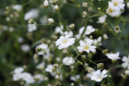 Flowersの写真素材