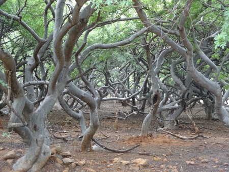 beautiful dancing trees in a natural forest