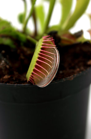 Flytrap