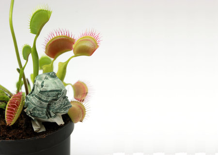 Flytrap