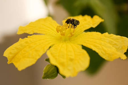 Ugly fly on a beautiful yellow flowerの写真素材