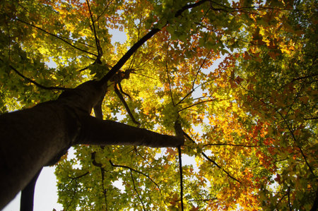Bottom view of a tree