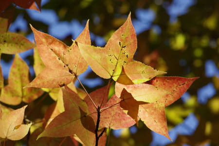 Close up of autumn leavesの写真素材
