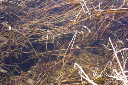 Close up of aquatic plants in a lakeの写真素材