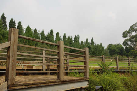 Wooden walkway with railingsの写真素材