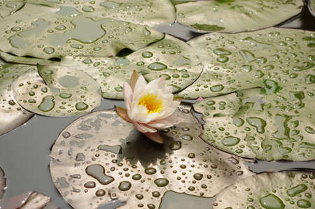 Close up of a lotus flowerの写真素材