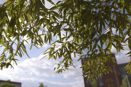 green leavesの写真素材