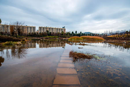 green plants in the pondのeditorial素材