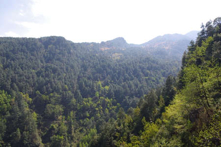 View of trees in the mountainの写真素材