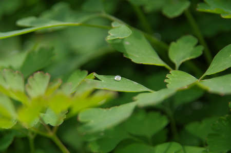 Closeup on plantsの写真素材