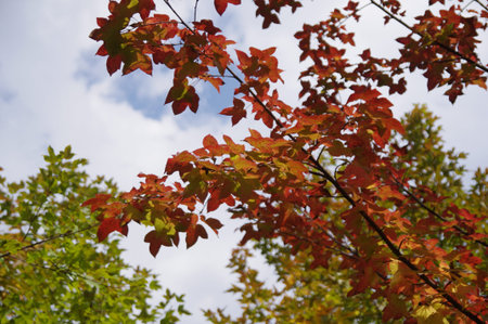Beautiful tree leaves