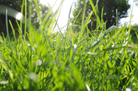 Closeup on grassesの写真素材