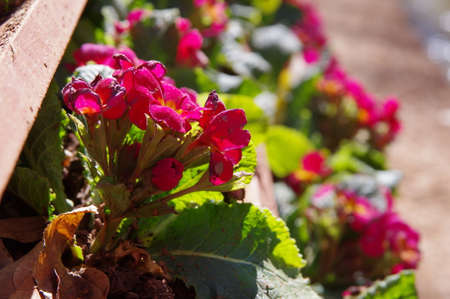 Close-up of beautiful flowering plantの写真素材