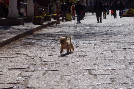 Young puppy running on the streetの写真素材