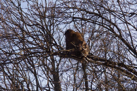 A monkey on a treeの写真素材
