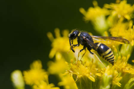 Ancistrocerus antilopeの写真素材
