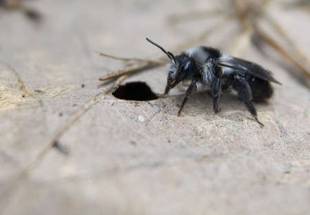 Andrena cinerariaの写真素材