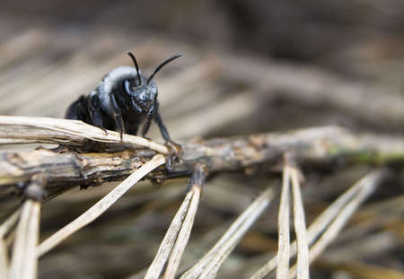 Andrena cinerariaの写真素材