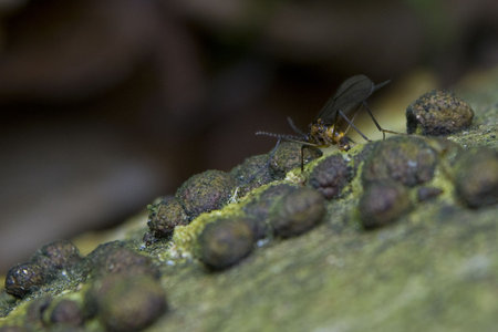 Sciaridae syn. Lycoriidae